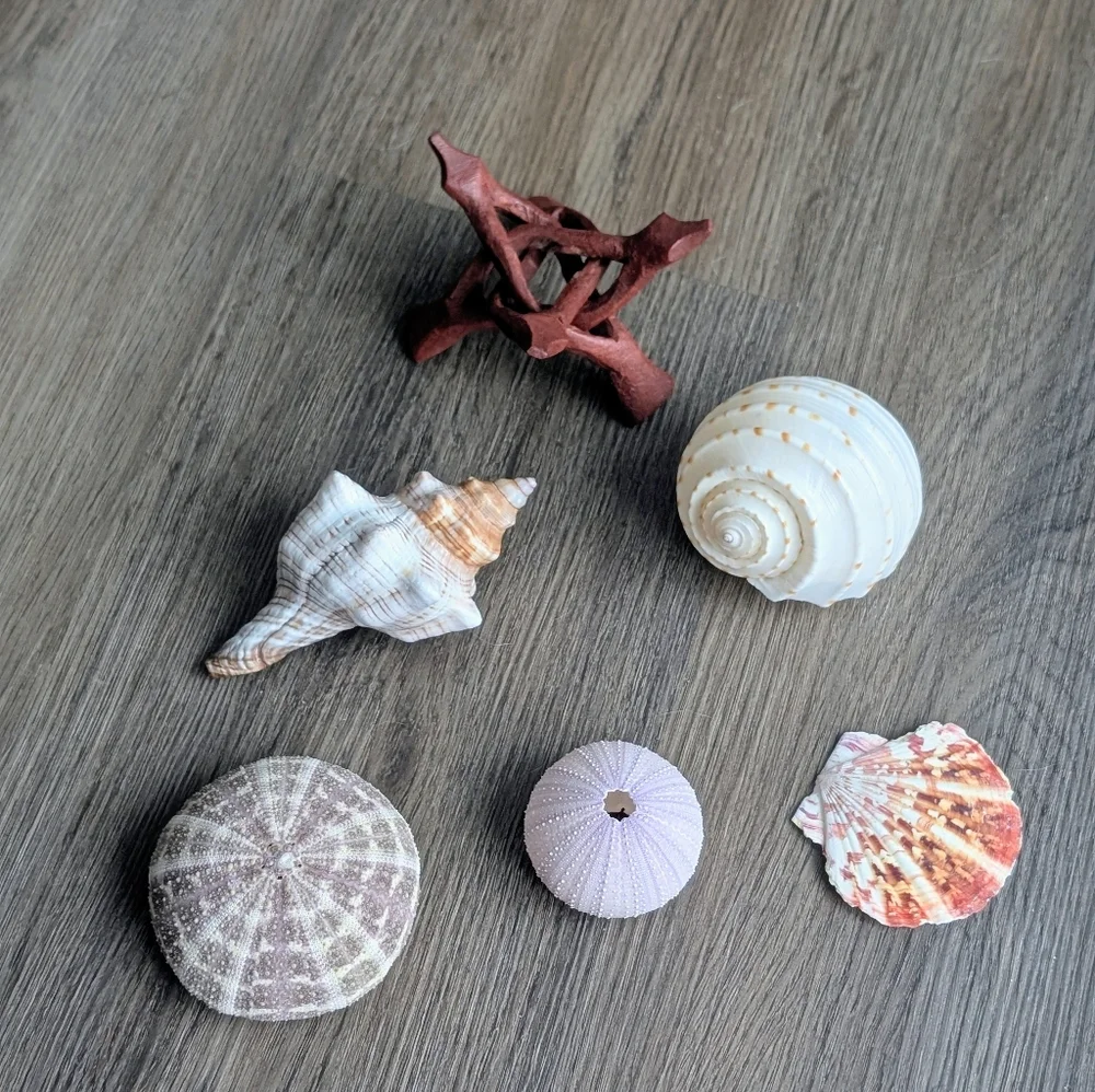 Candles Coastal Shell Set (2), Scallop Shell, Sea Urchins & Wooden Stand - Picture 7 of 7
